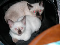 new kittens 1